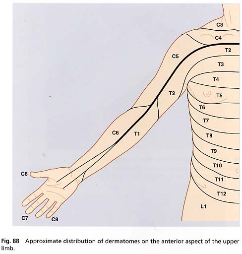 Dermatomes
